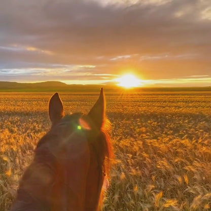 ActionSnap™ - Equestrian Action Camera